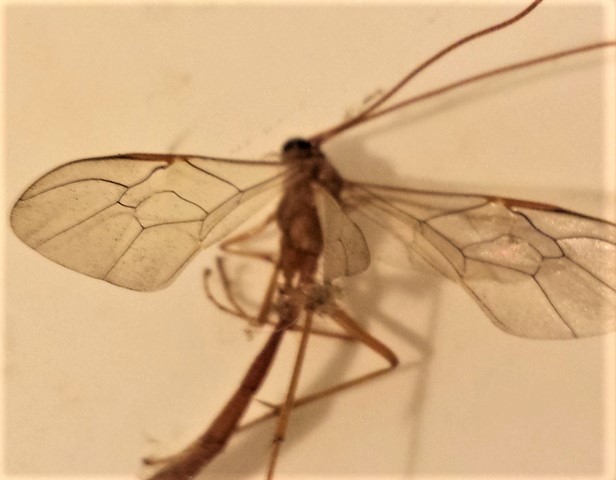 Ophion, Netelia o altro? Ichneumonidae Ophioninae: Enicospilus undulatus/inflexus